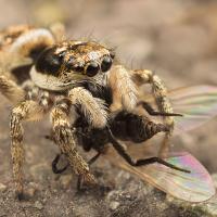 Zebra Jumping Spider with Prey 